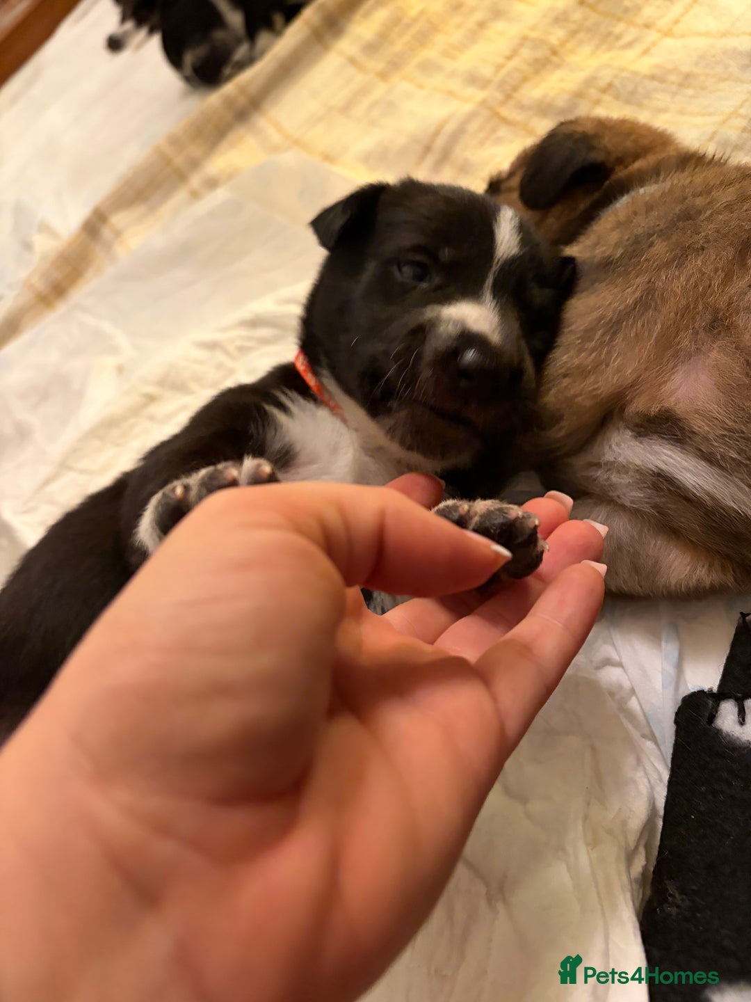 Mixed Breed dogs for sale: 8 beautiful pups for sale - Advert 23