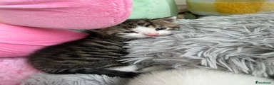 Mixed Breed Kitten 1