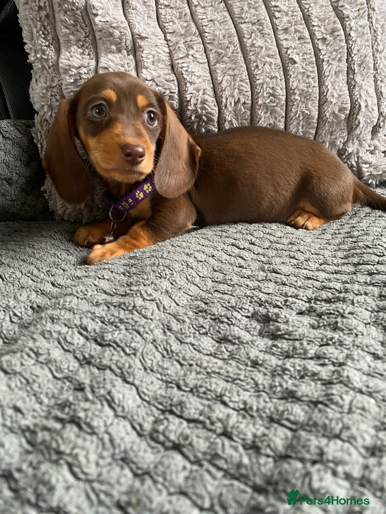 Miniature Dachshund dogs Kc miniature dachshund ready now - Advert 2