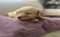 Labradoodle dogs for sale: Irresistible Labradoodle puppies  - Image 6