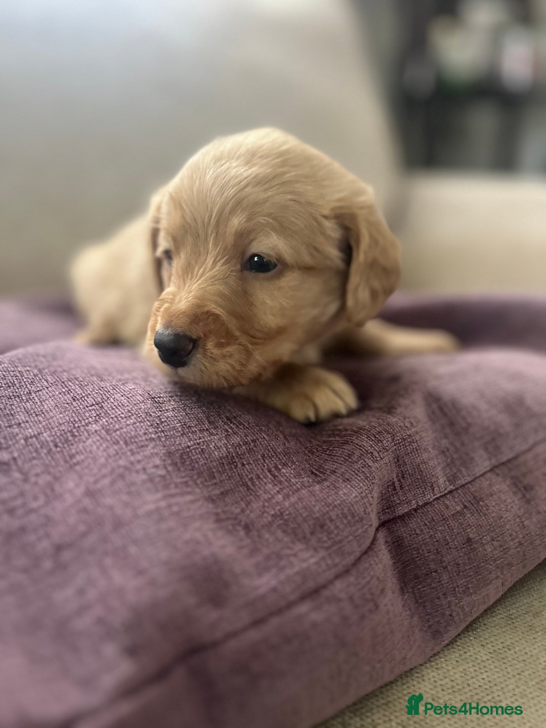 Labradoodle dogs for sale: Irresistible Labradoodle puppies  - Image 6