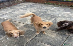 Mixed Breed dogs for adoption: Loving Buddy is waiting for you! - Image 9