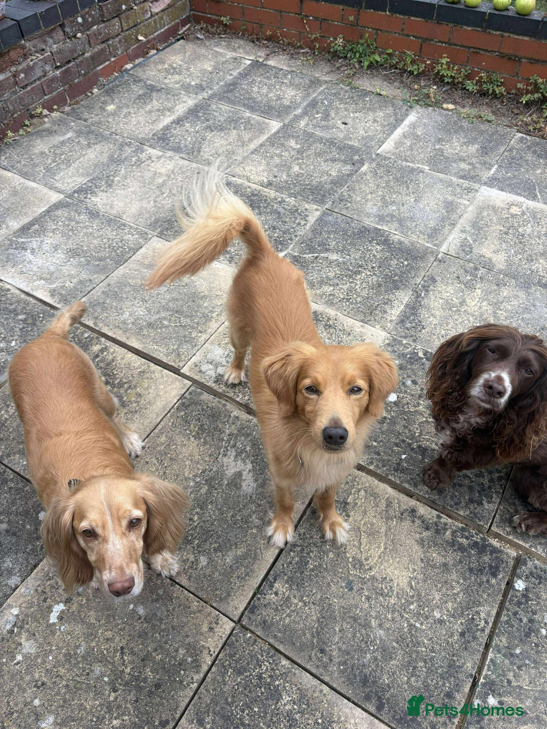 Mixed Breed dogs for adoption: Loving Buddy is waiting for you! - Image 9