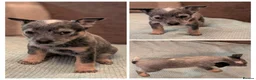 Australian Cattle Dog dogs for sale: Cattle Dog Puppies - Advert 5
