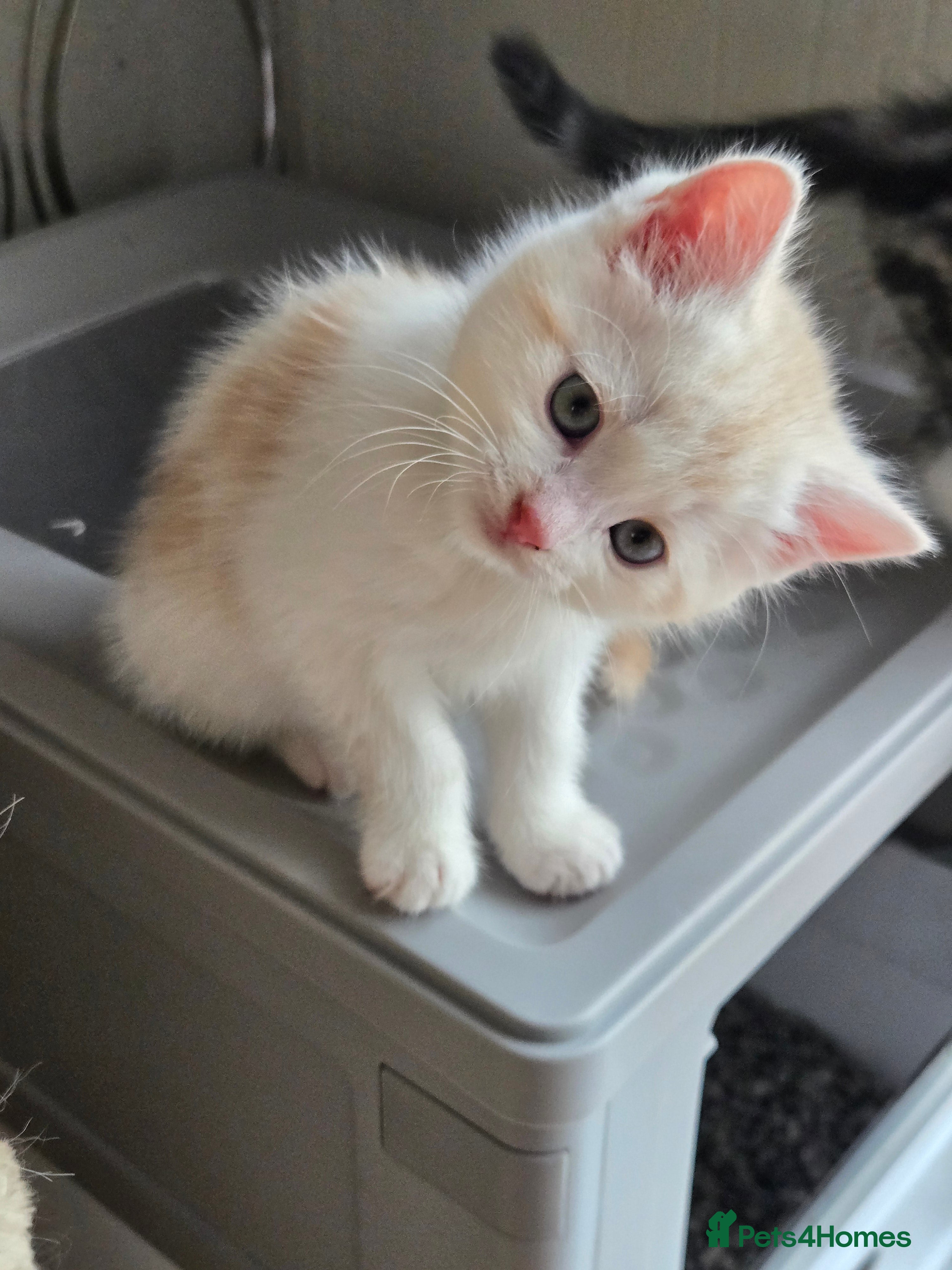 Brazilian Shorthair cats Only 2 kittens available 😻 - Advert 1