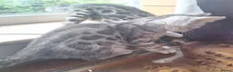 Bengal cats for sale: Bengals rare colours with clouded Leopard pattern - Advert 3