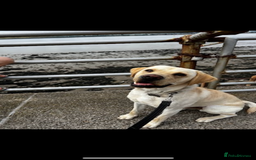 Labrador Retriever dogs for stud: Scout - Image 5