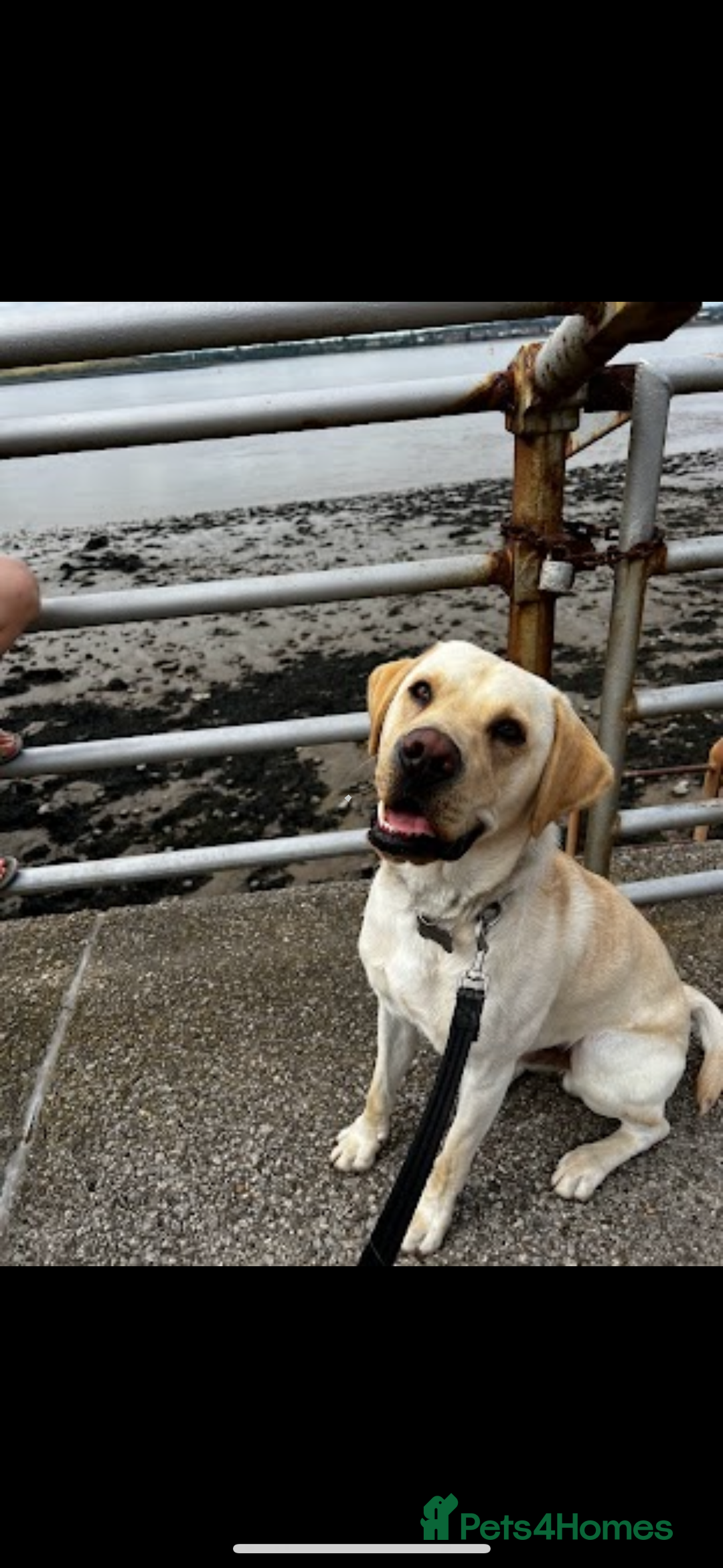 Labrador Retriever dogs for stud: Scout - Image 5