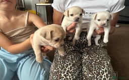 Chihuahua dogs for sale: Chilhuahua puppies  - Image 10