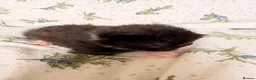 Maine Coon cats for sale: Maine Coon Cross Kittens - Advert 6