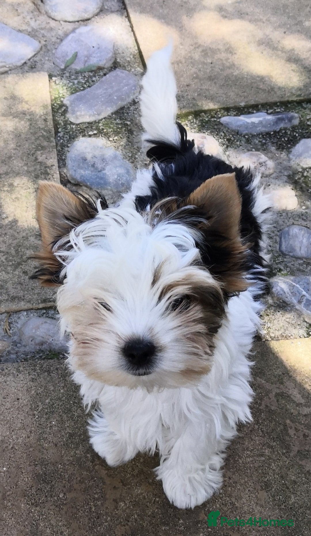 Biewer Terrier dogs for sale: Gorgeous Biewer Terrier puppies  - Image 7