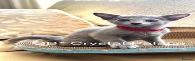 Russian Blue 2