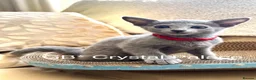 Russian Blue cats for sale: Russian Blue Full Pedigree American Champion Lines - Advert 7