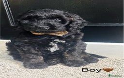 Cockapoo dogs for sale: F1 cockapoos LAST BOY🤎🤎 - Image 4