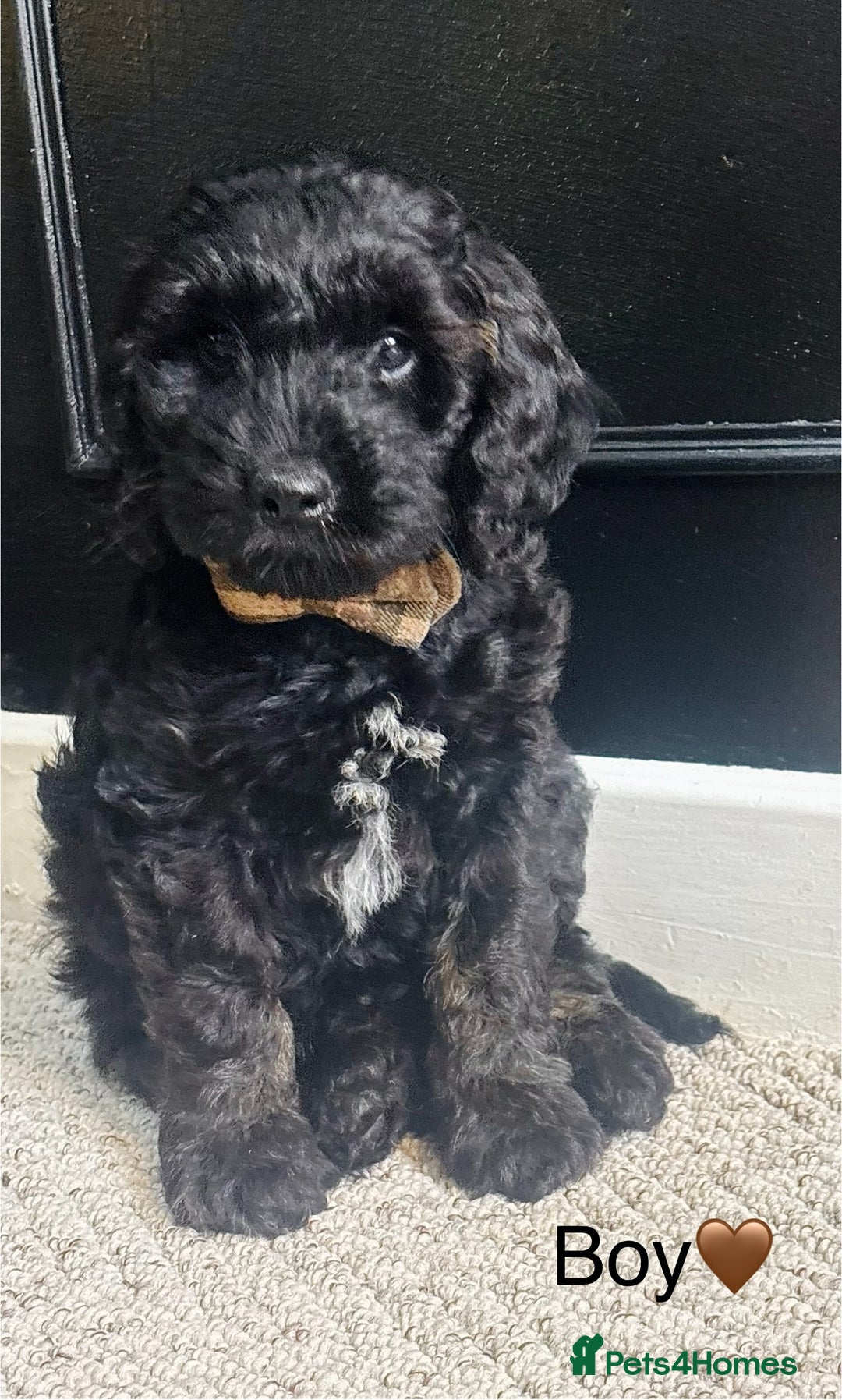 Cockapoo dogs for sale: F1 cockapoos LAST BOY🤎🤎 - Image 4