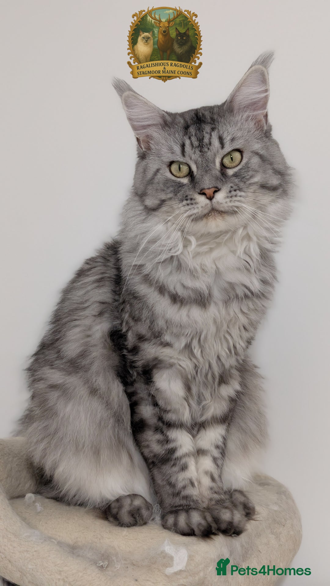 Maine Coon cats for stud: European Championship Carries Shaded GCCF & TICA - Advert 7