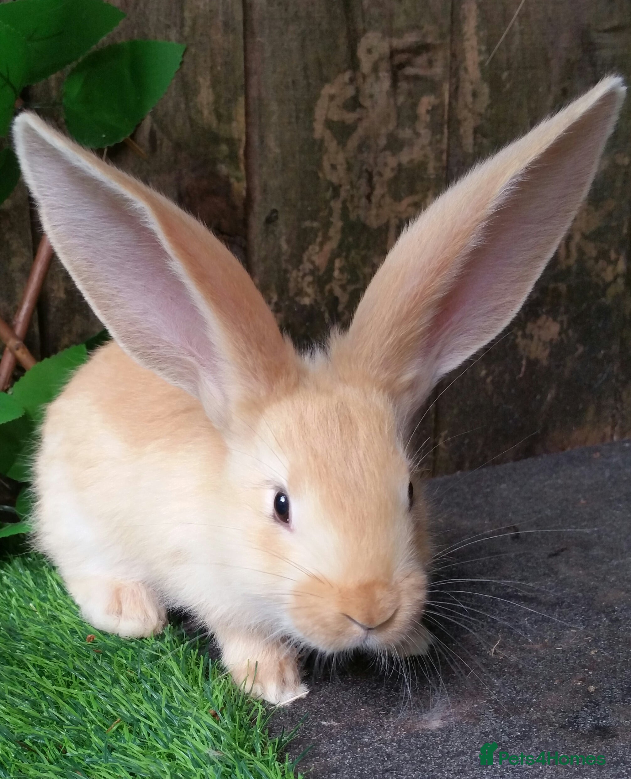 Giant Papillon rabbits Pure Giant Papillon Kits - Vaccinated - READY NOW - Advert 1