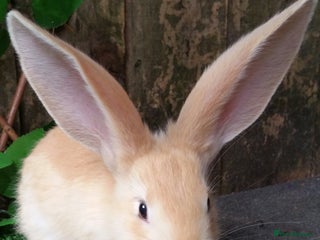 Giant Papillon rabbits Pure Giant Papillon Kits - Vaccinated - READY NOW - Advert 2