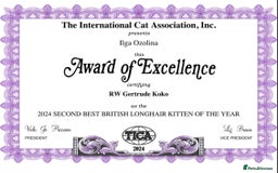 British Longhair cats for sale: Excellent show class kittens  - Image 14