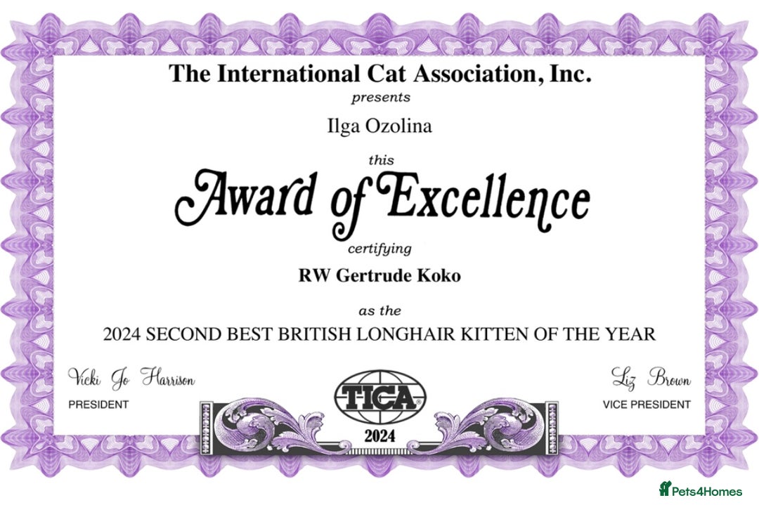 British Longhair cats for sale: Excellent show class kittens  - Image 14