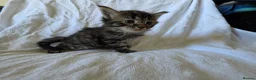 Persian cats for sale: Fluffy Perisan Kittens looking for Forever Homes in Edinburgh - Advert 10