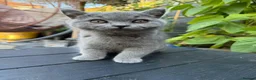 British Shorthair cats for sale:  Lovely Girl - Advert 7