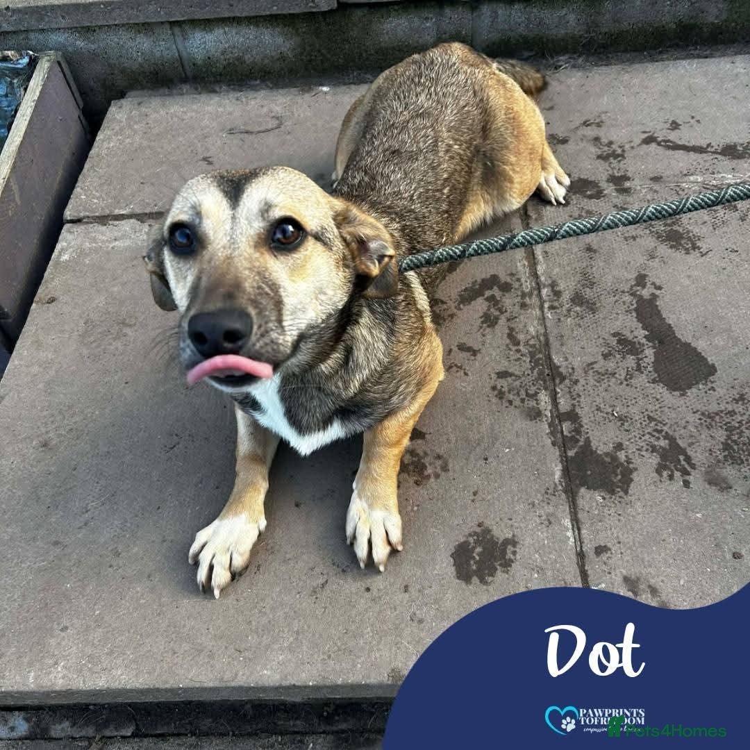 Mixed Breed dogs Meet Dot, currently residing in Cheshire  - Advert 3