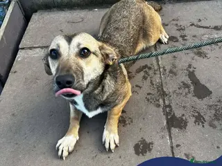 Mixed Breed dogs Meet Dot, currently residing in Cheshire - Advert 3