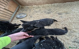 German Shepherd dogs for sale: German shepherd puppies  - Advert 26