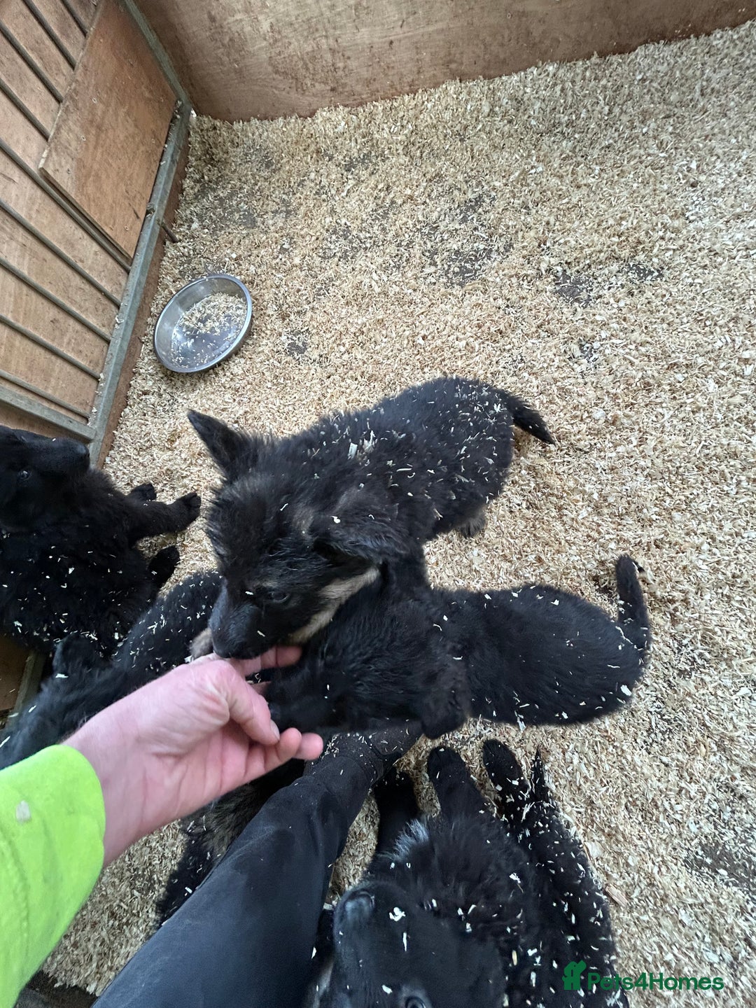 German Shepherd dogs for sale: German shepherd puppies  - Advert 26