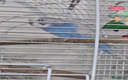 Budgerigars birds for sale: Budgies  - Image 6
