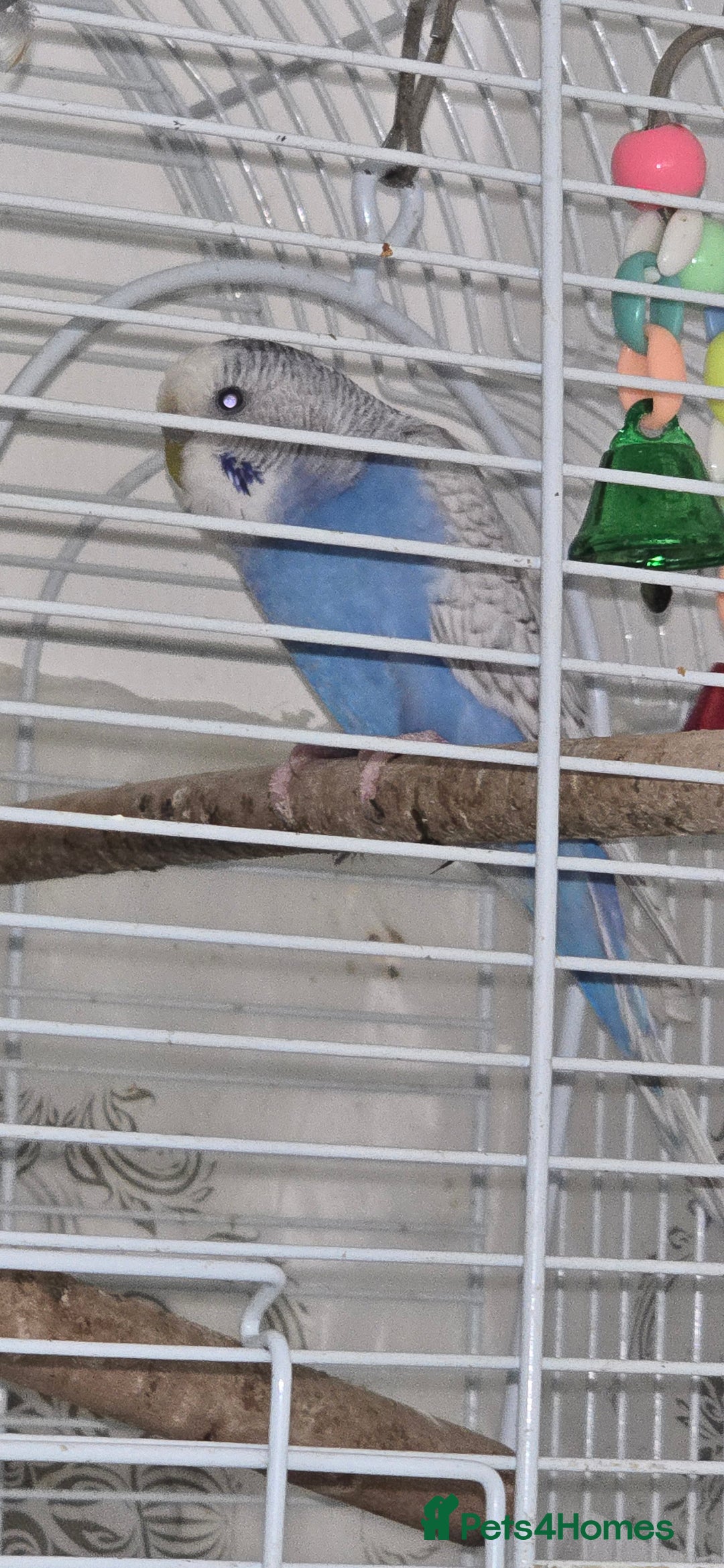 Budgerigars birds for sale: Budgies  - Image 6
