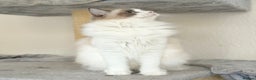 Ragdoll cats for sale: Retired Queen and Stud - Advert 5