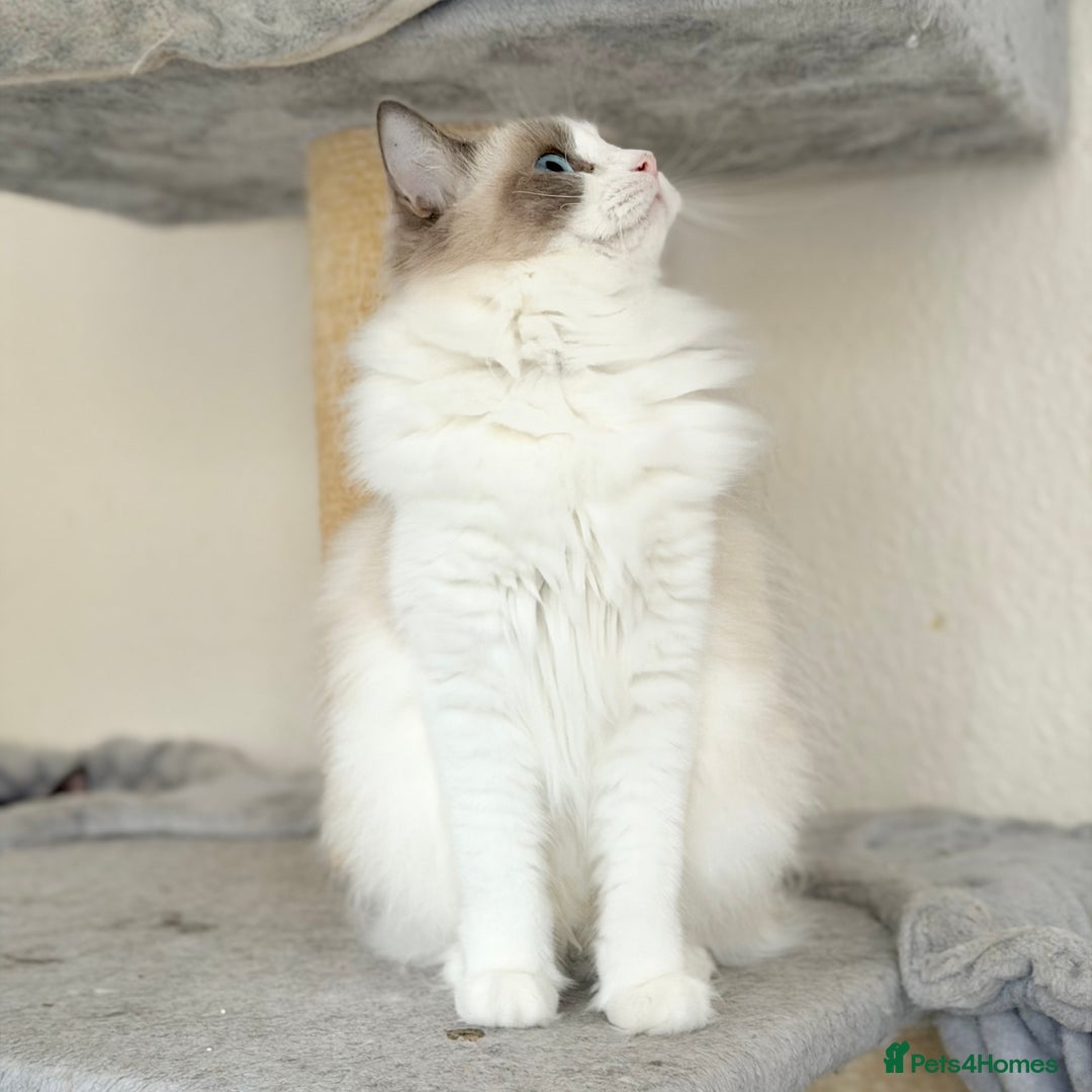 Ragdoll cats for sale: Retired Queen and Stud - Advert 5