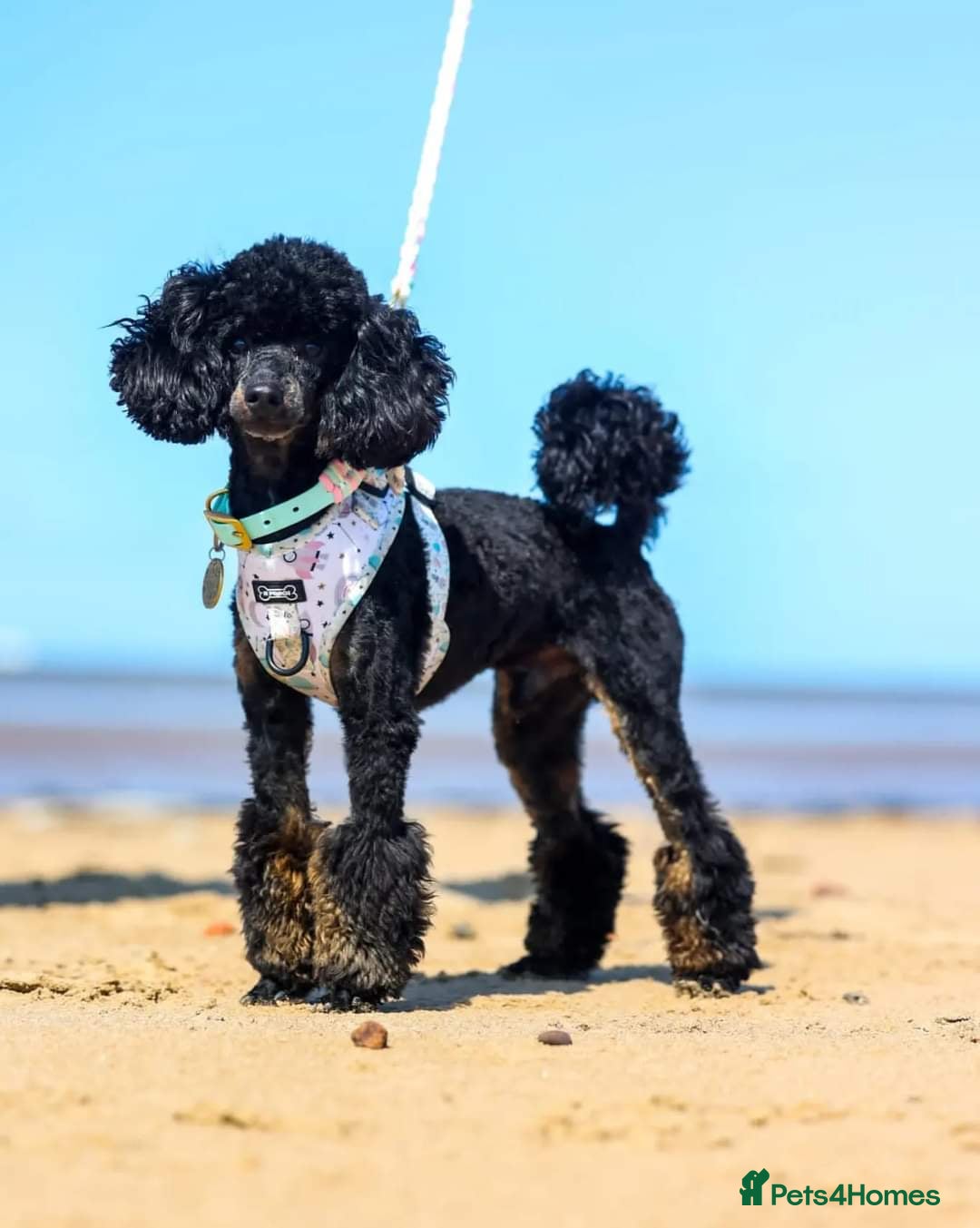 Toy Poodle dogs Black Phantom Toy Poodle PROVEN - Advert 22