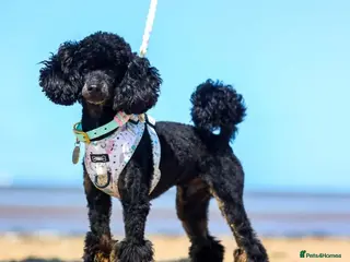 Toy Poodle dogs Black Phantom Toy Poodle PROVEN - Advert 24