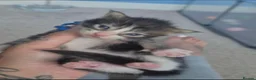 Maine Coon cats for sale: Gorgeous Maine Coon Kittens  - Advert 4