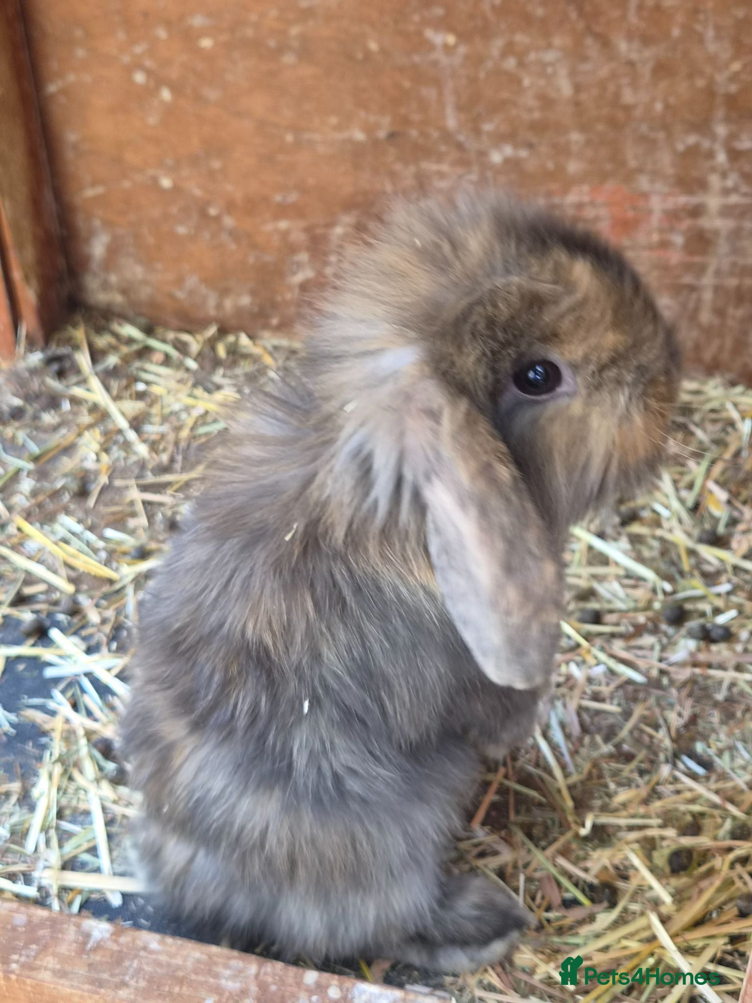 Mini Lion Lop rabbits male lion lops  - Advert 12