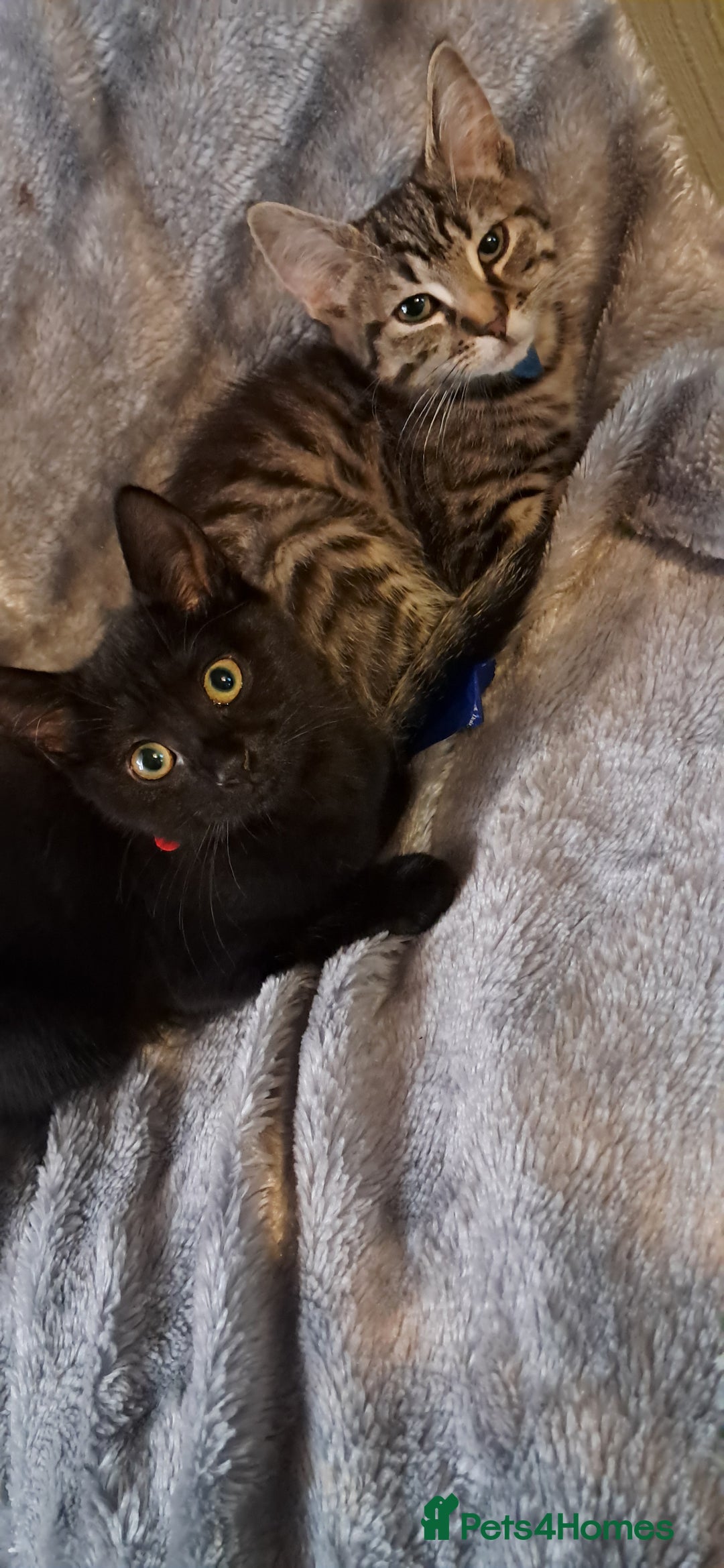 Domestic Shorthair cats for sale: 3 female kittens  - Image 9
