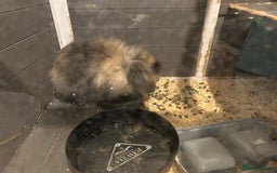 Lionhead rabbits for sale: Lionhead rabbit - Image 3