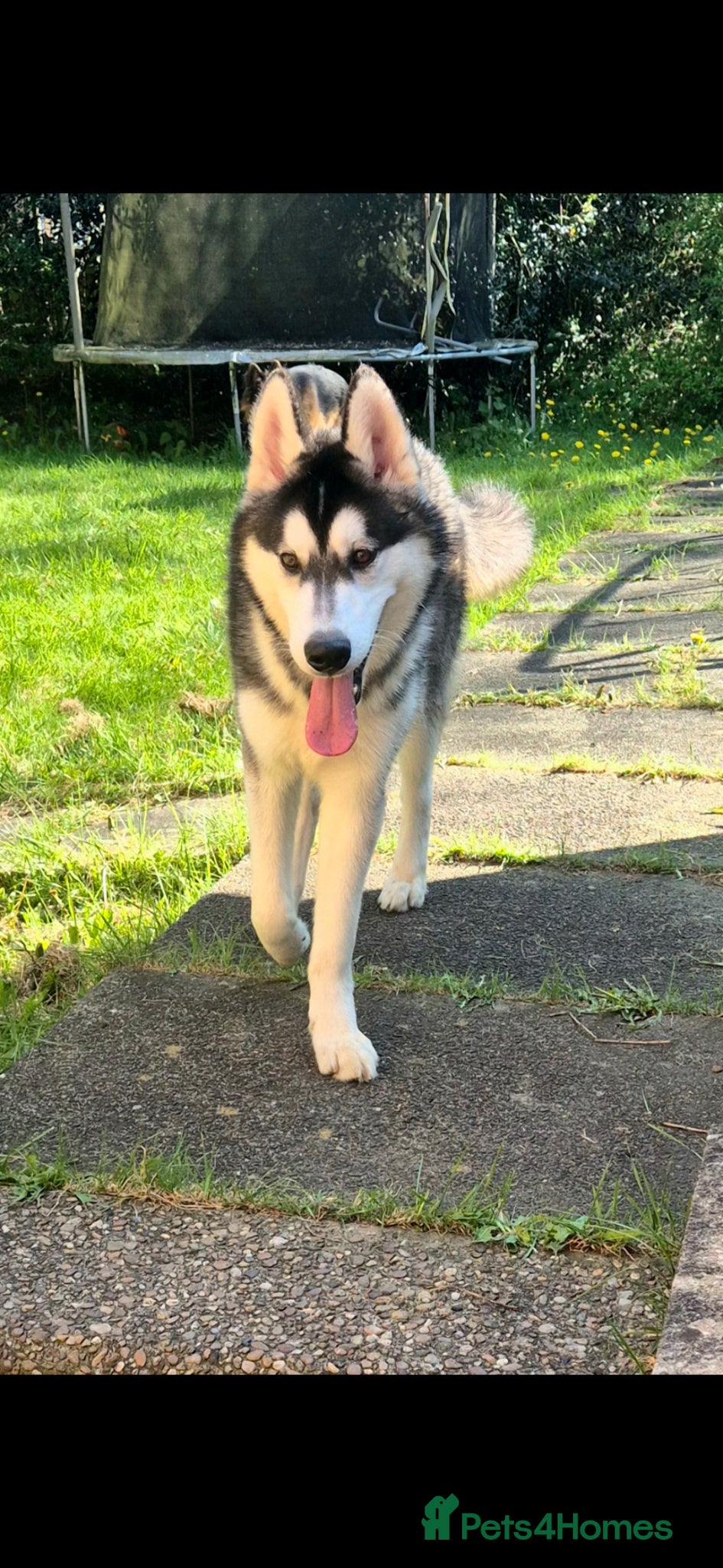 Siberian Husky dogs 8 month old Husky - Advert 4