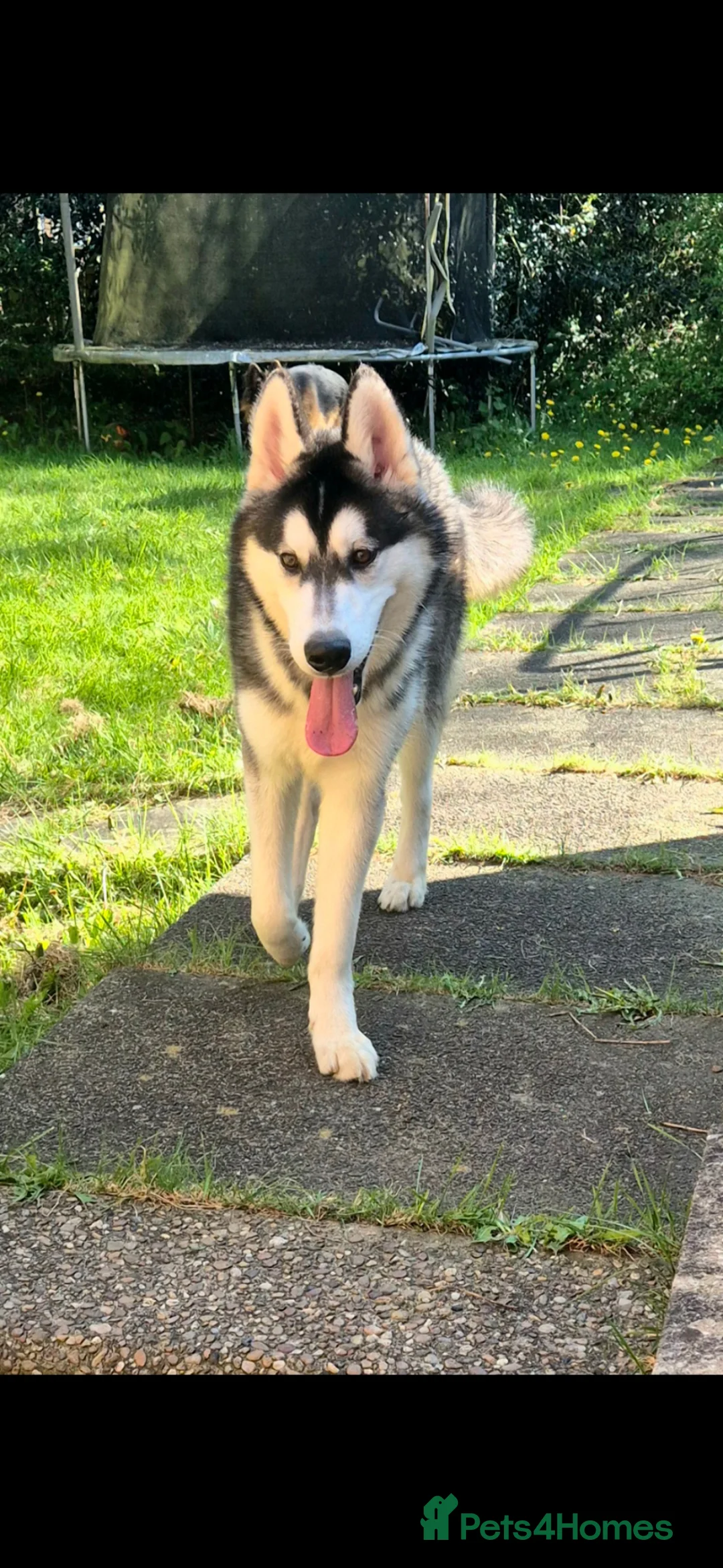 Siberian Husky dogs for sale: 8 month old Husky in Sheffield - Advert 1