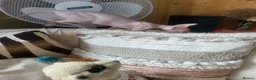 Sphynx cats for sale: Last Canadian sphynx looking for a loving home  - Advert 19