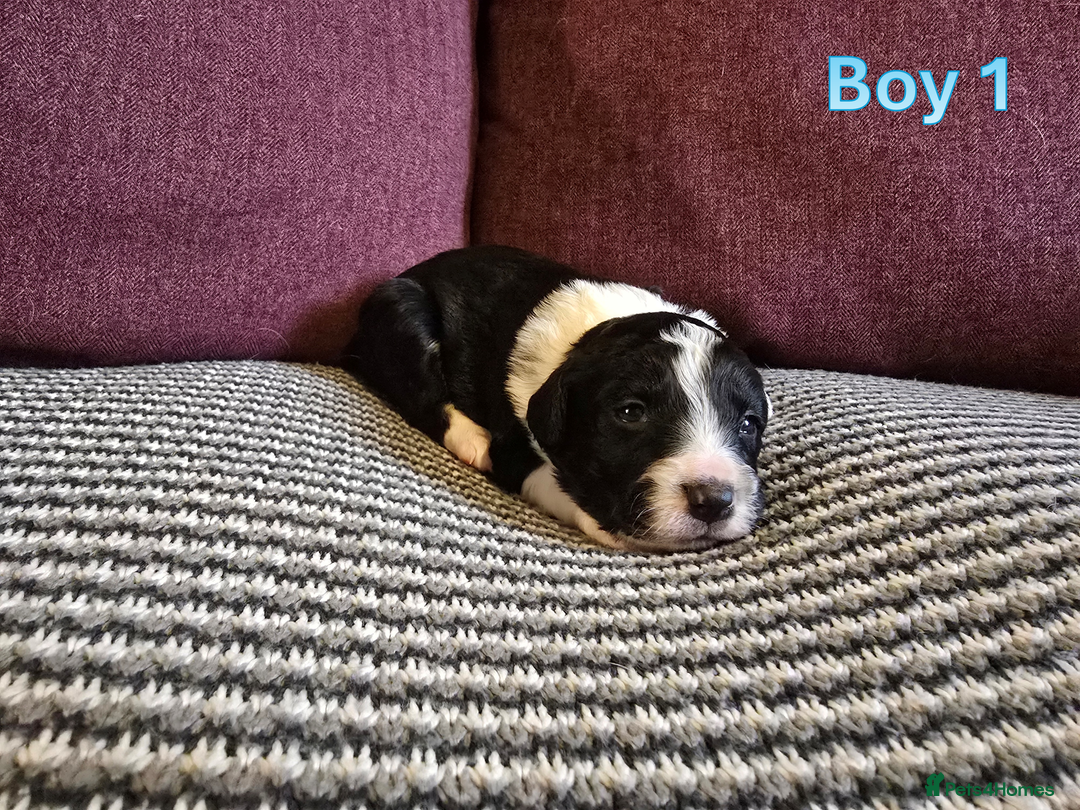 Sprollie dogs for sale: Sprollie Puppies - Image 6
