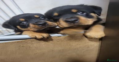 Rottweiler dogs - Advert 15