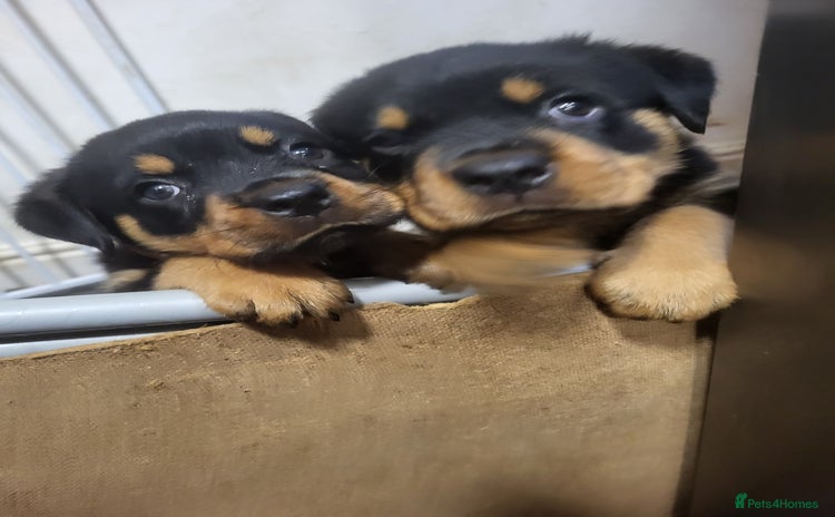 Rottweiler dogs - Advert 1