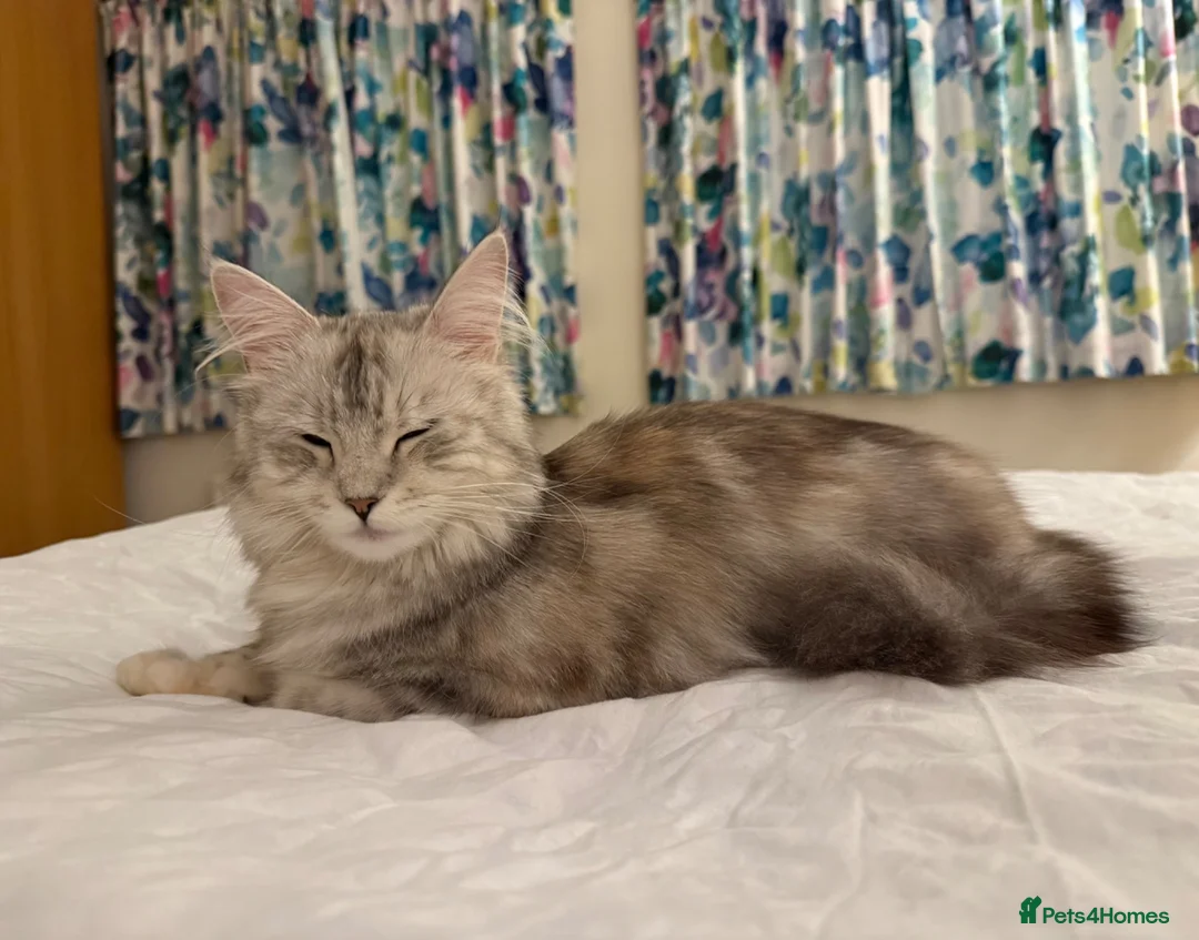 Maine Coon cats for sale: Maine coon cross kittens - Advert 2
