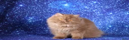 British Longhair cats for sale: Cinnamon British Longhaired cat available  - Advert 2