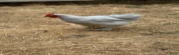 Chickens poultry for sale: Lavender Pekin Bantam Cockerels  - Advert 7
