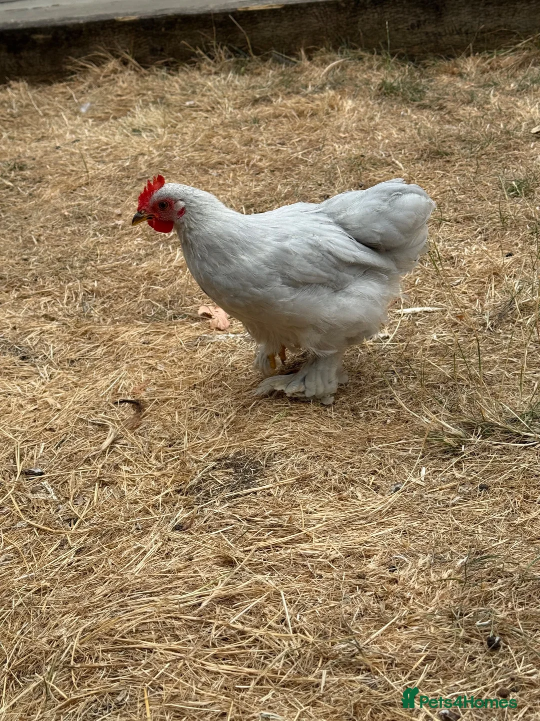 Chickens poultry for sale: Lavender Pekin Bantam Cockerels  - Advert 7